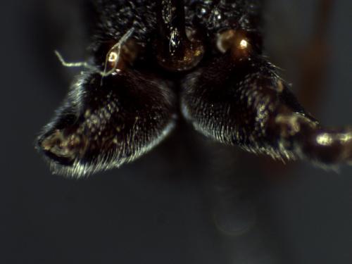 Réf. 311 315 : Vulgichneumon sp.